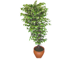 Ficus zel Starlight 1,75 cm   Bursa ucuz iek gnder 