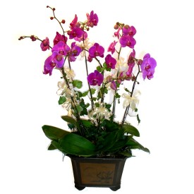  Bursa ucuz iek gnder  4 adet orkide iegi