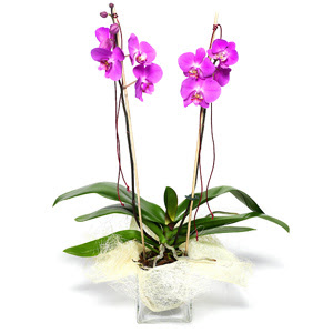  Bursa gvenli kaliteli hzl iek  Cam yada mika vazo ierisinde  1 kk orkide