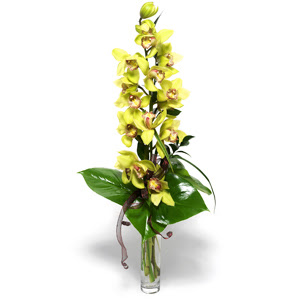  Bursa hediye sevgilime hediye iek  cam vazo ierisinde tek dal canli orkide