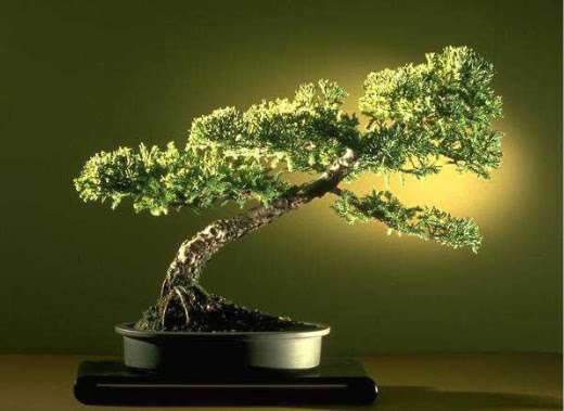 ithal bonsai saksi iegi  Bursa nternetten iek siparii 