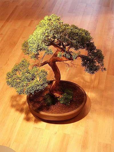 ithal bonsai saksi iegi  Bursa online iek gnderme sipari 