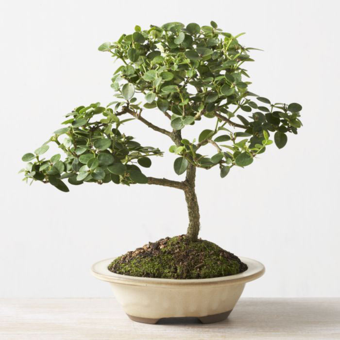 ithal bonsai saksi iegi  Bursa internetten iek siparii 