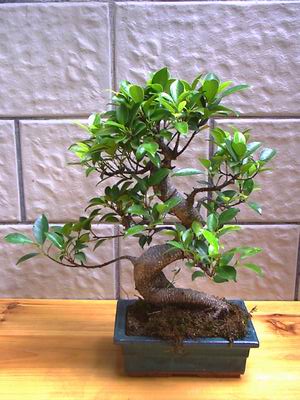 ithal bonsai saksi iegi  Bursa iekiler 