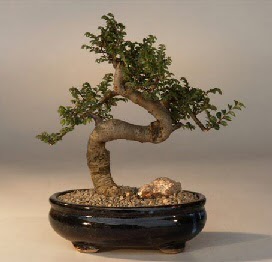 ithal bonsai saksi iegi  Bursa iek siparii sitesi 