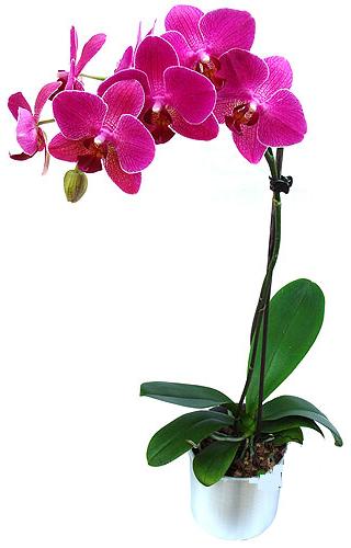  Bursa nternetten iek siparii  saksi orkide iegi