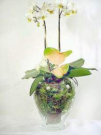  Bursa gvenli kaliteli hzl iek  Cam yada mika vazoda zel orkideler