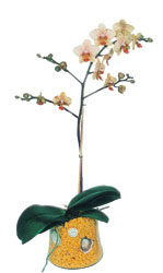  Bursa iek , ieki , iekilik  Phalaenopsis Orkide ithal kalite