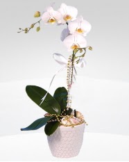 1 dallı orkide saksı çiçeği  Bursa 14 şubat sevgililer günü çiçek 