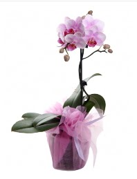 1 dal pembe orkide saksı çiçeği  Bursa cicek , cicekci 
