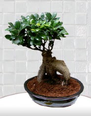 saks iei japon aac bonsai  Bursa cicek , cicekci 