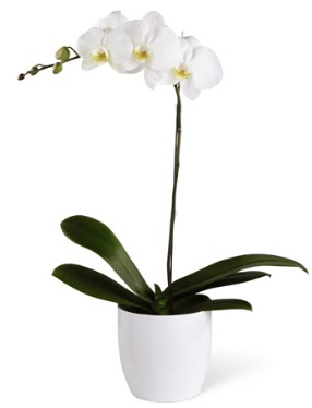 1 dall beyaz orkide  Bursa iek siparii sitesi 