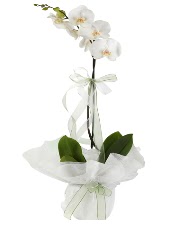 1 dal beyaz orkide iei  Bursa iek sat 