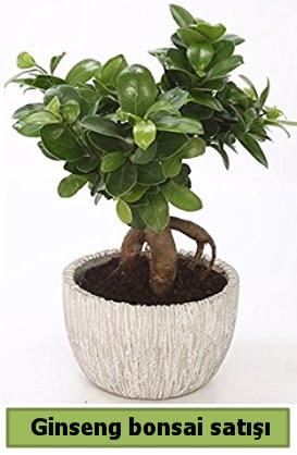 Ginseng bonsai japon aac sat  Bursa kaliteli taze ve ucuz iekler 