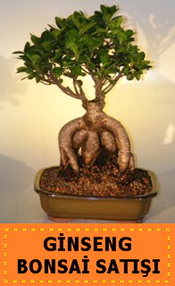 Ginseng bonsai sat japon aac  Bursa ucuz iek gnder 