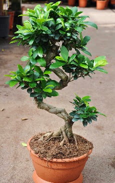 Orta boy bonsai saks bitkisi  Bursa ieki telefonlar 