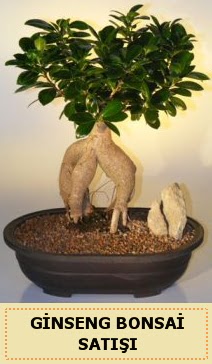 thal Ginseng bonsai sat japon aac  Bursa iek gnderme sitemiz gvenlidir 