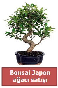 Japon aac bonsai sat  Bursa iek gnderme sitemiz gvenlidir 