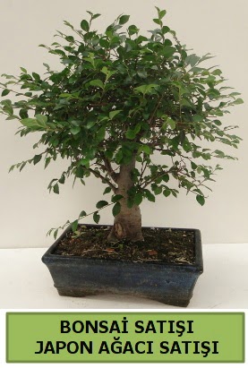 Minyatr bonsai japon aac sat  Bursa iek online iek siparii 