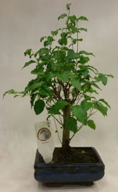 Minyatr bonsai japon aac sat  Bursa kaliteli taze ve ucuz iekler 