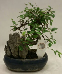 thal 1.ci kalite bonsai japon aac  Bursa gvenli kaliteli hzl iek 