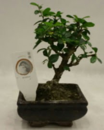 Kk minyatr bonsai japon aac  Bursa iek maazas , ieki adresleri 