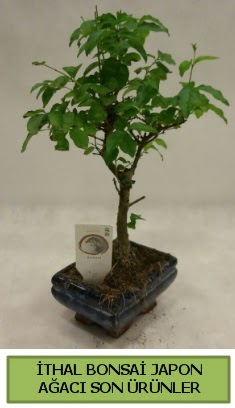 thal bonsai japon aac bitkisi  Bursa iekiler 