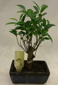 Japon aac bonsai bitkisi sat  Bursa kaliteli taze ve ucuz iekler 