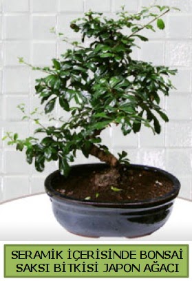 Seramik vazoda bonsai japon aac bitkisi  Bursa iek gnderme sitemiz gvenlidir 
