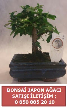 Japon aac minyar bonsai sat  Bursa gvenli kaliteli hzl iek 