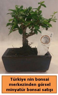 Japon aac bonsai sat ithal grsel  Bursa iek servisi , ieki adresleri 