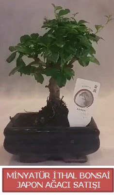 Kk grsel bonsai japon aac bitkisi  Bursa yurtii ve yurtd iek siparii 