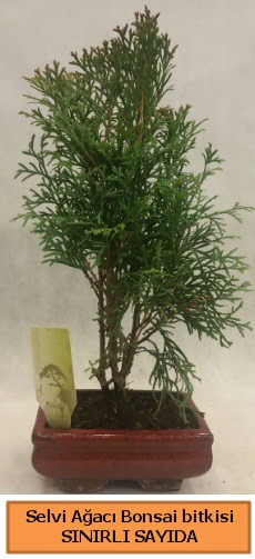 Selvi aac bonsai japon aac bitkisi  Bursa gvenli kaliteli hzl iek 