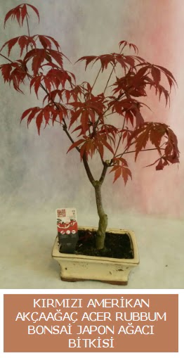 Amerikan akaaa Acer Rubrum bonsai  Bursa ieki maazas 