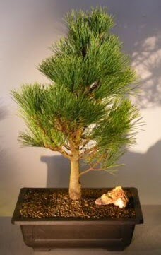 am aac japon aac bitkisi bonsai  Bursa kaliteli taze ve ucuz iekler 