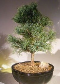 am aac bonsai bitkisi sat  Bursa online ieki , iek siparii 