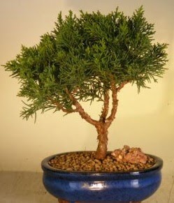Servi am bonsai japon aac bitkisi  Bursa iek servisi , ieki adresleri 