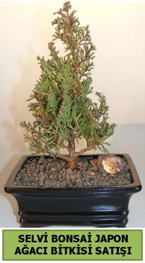 Selvi am japon aac bitkisi bonsai  Bursa kaliteli taze ve ucuz iekler 