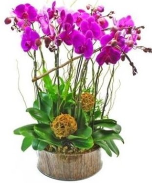 Ahap ktkte lila mor orkide 8 li  Bursa iek yolla 