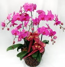 Sepet ierisinde 5 dall lila orkide  Bursa online ieki , iek siparii 