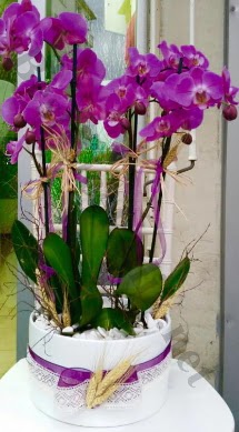 Seramik vazoda 4 dall mor lila orkide  Bursa iek , ieki , iekilik 