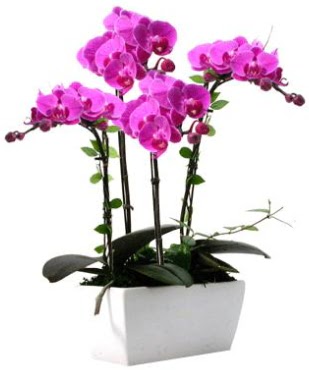 Seramik vazo ierisinde 4 dall mor orkide  Bursa gvenli kaliteli hzl iek 