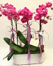 Beyaz seramik ierisinde 4 dall orkide  Bursa online ieki , iek siparii 