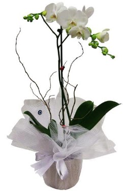 Tek dall beyaz orkide  Bursa ucuz iek gnder 
