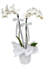 2 dall beyaz orkide  Bursa cicekciler , cicek siparisi 