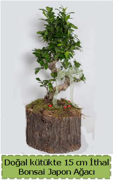 Doal ktkte thal bonsai japon aac  Bursa iek maazas , ieki adresleri 