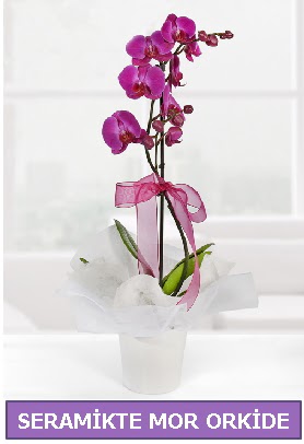 Seramik içerisinde birinci kalite tek dallı mor orkide  Bursa hediye sevgilime hediye çiçek 