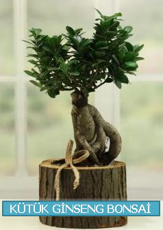 Ktk aa ierisinde ginseng bonsai  Bursa iek online iek siparii 