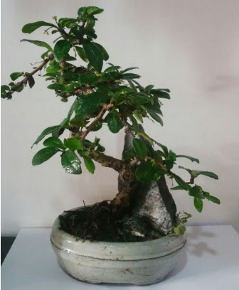 S eklinde ithal bonsai aac  Bursa iek servisi , ieki adresleri 
