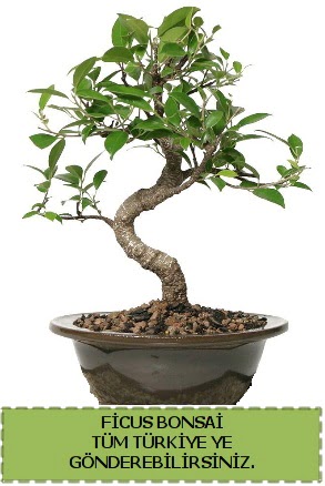 Ficus bonsai  Bursa iek online iek siparii 